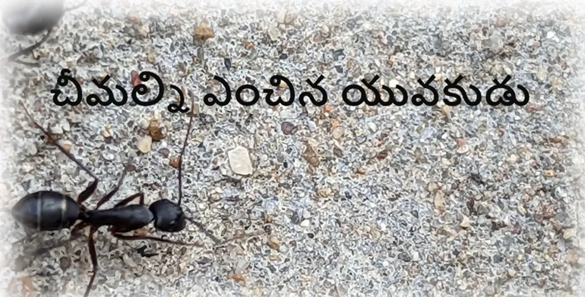 చీమల్ని ఎంచిన యువకుడు